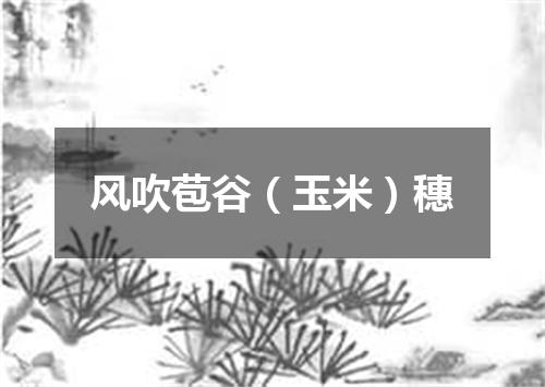 风吹苞谷（玉米）穗