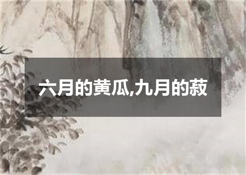 六月的黄瓜,九月的菽