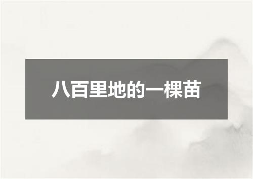 八百里地的一棵苗