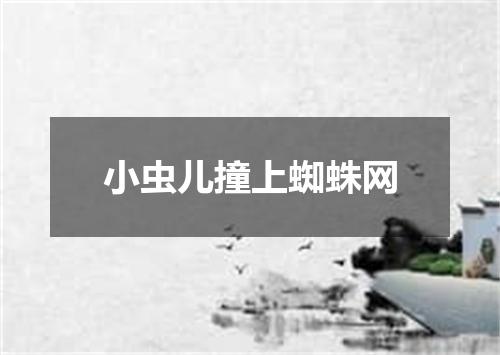 小虫儿撞上蜘蛛网