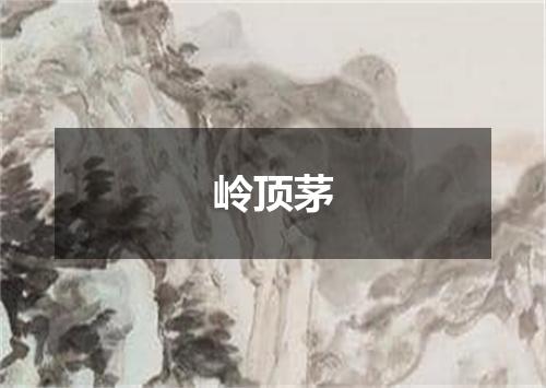 岭顶茅