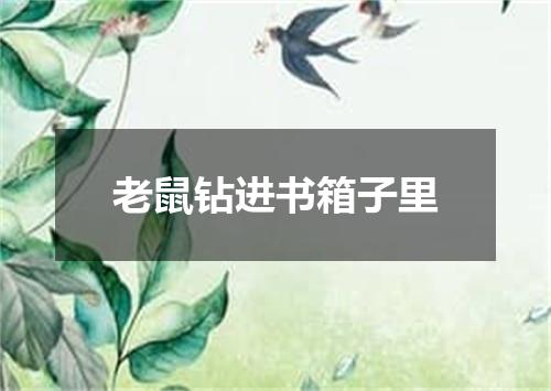 老鼠钻进书箱子里