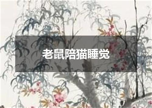 老鼠陪猫睡觉