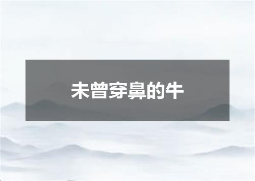 未曾穿鼻的牛