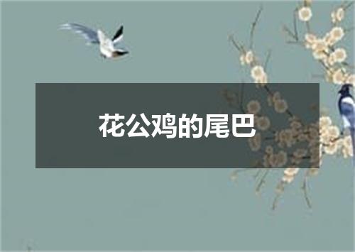 花公鸡的尾巴