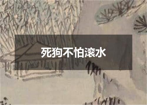 死狗不怕滚水