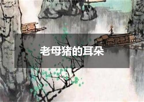 老母猪的耳朵