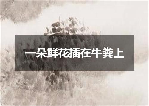 一朵鲜花插在牛粪上